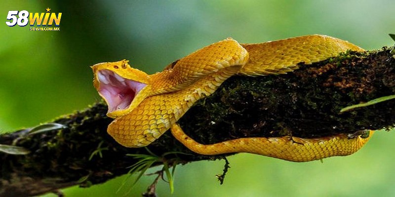 Chiêm bao gặp rắn có màu vàng